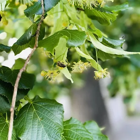Dom wakacyjny Rozpravkovy Domcek Zvoncek Donovaly