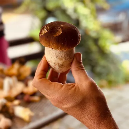 Dom wakacyjny Rozpravkovy Domcek Zvoncek *