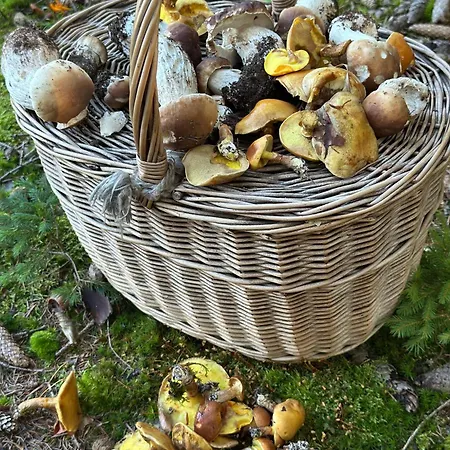 Rozpravkovy Domcek Zvoncek Donovaly