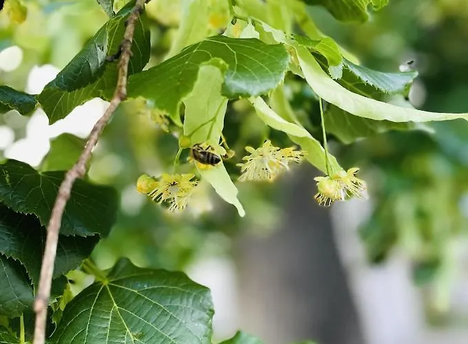 Ferienhaus Rozpravkovy Domcek Zvoncek Donovaly