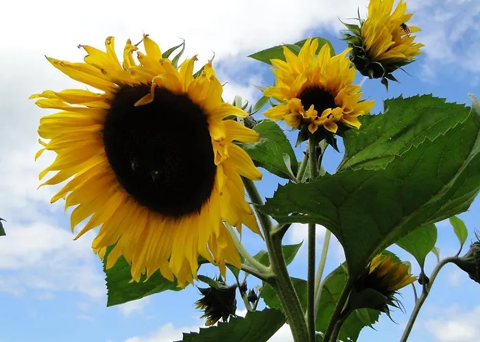 Rozpravkovy Domcek Zvoncek *